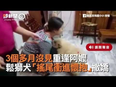 3個多月沒見重逢阿嬤　鬆獅犬「搖尾衝進懷抱」 撒嬌 毛小孩永遠都會記得的！