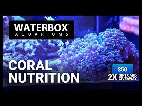 Coral Nutrition Essentials: Episode 179