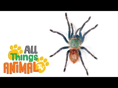 * SPIDER * | Animals For Kids | All Things Animal TV