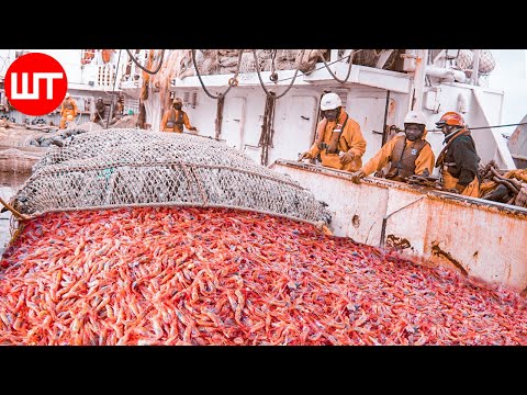 How Shrimp Are Caught & Processed | From Sea to the Shrimp Processing Factory