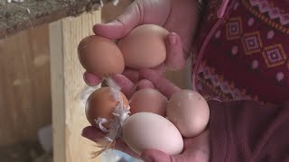 Are backyard chickens cheaper than store eggs?