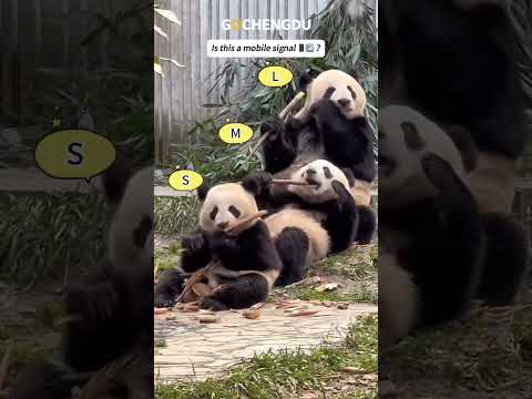 Pandas sitting like phone signal bars, munching on bamboo! 📶🐼 Nature’s cutest connection!