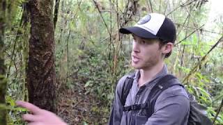 FOUND! The elusive Spectacled Bear in the Colibri Cloudforest of Junín, Peru