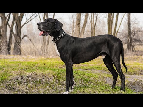 Great Dane Adoption What to Expect