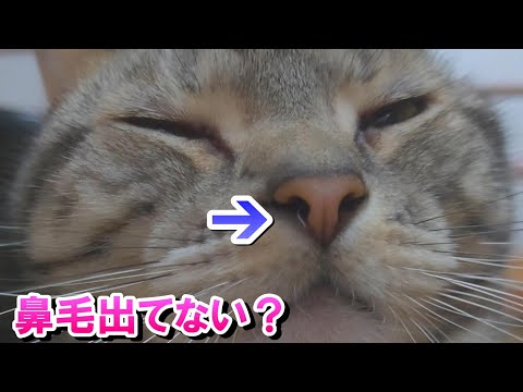 ソラさん鼻毛出てますよ？猫の鼻毛（アメリカンショートヘア）