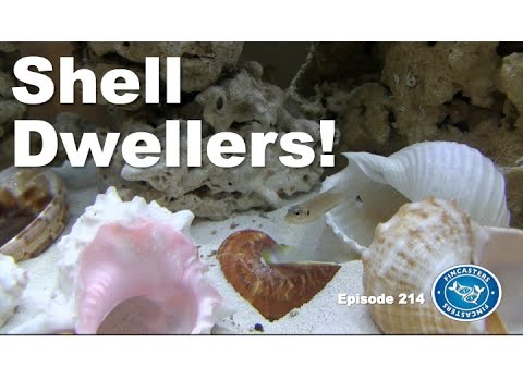 Shell Dwellers The Gold Ocellatus Episode 214