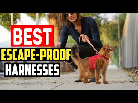 ✅Top 5 Best Escape Proof Harnesses for Houdini Dogs in 2024