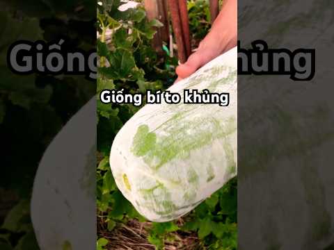 Bí khủng ở Nhật #music #nharuamit #gardening #garden #farming #làmvườn #shorts