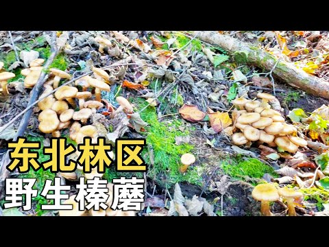 东北林区野生榛蘑下来了，白胖白胖的，晾成干炖小笨鸡老香了！#东北林区 #农村生活 【913的乡野生活】