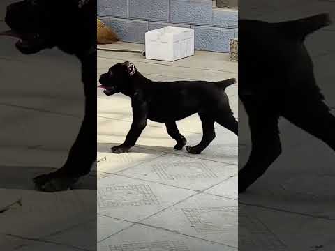 Cane Corso Puppy