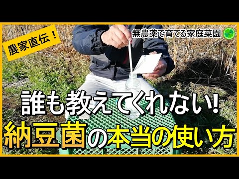 【納豆の活用法】効果抜群！納豆菌を使った土作りと病気予防のコツを解説！【有機農家直伝！無農薬で育てる家庭菜園】　24/12/5