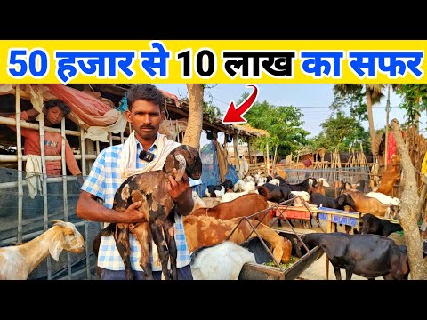 50 हजार से शुरू किया बकरी पालन आज 10 लाख की बकरी बेचते हैं | Low cost goat farming setup