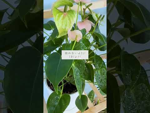 🍀年末年始の旅行で　家を空ける際の注意点🍀【☘Life with Houseplant】12-4