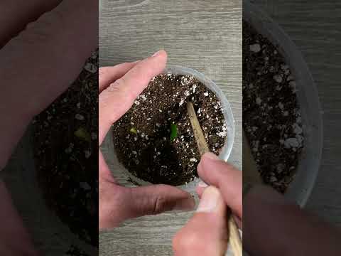 Grow Your ZZ Plant from a Leaf