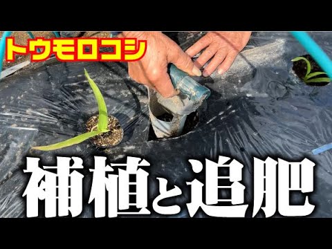 【トウモロコシの苗が所々上手く育ってないので】選手交代です【追肥】【補植】