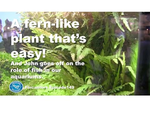 Hygrophila pinnatifida - A fern like plant that's easy to grow Fincasters episode 149