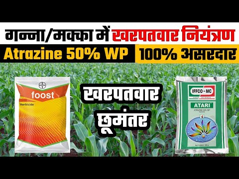 Atrazine 50 WP से खरपतवार छूमंतर | Atrazine Weedicide A-Z information