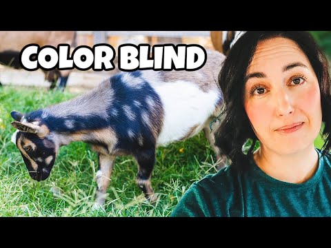 The RAREST color of goat — but there’s a problem 😢