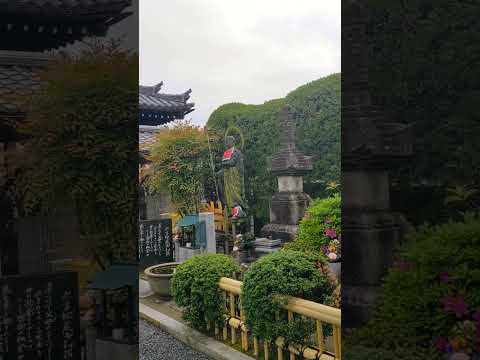 Nice shrine Kyoto 🇯🇵 #japantrip #japantravel #kyototemple #kyototrip #shorts