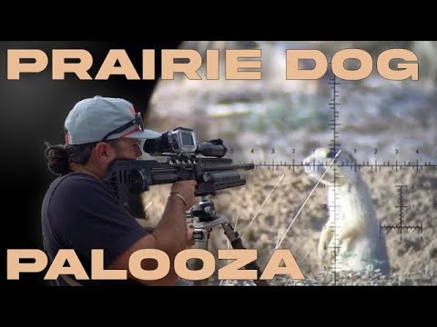 Shooting Hundreds Of PRAIRIE DOGS With AIRGUNS