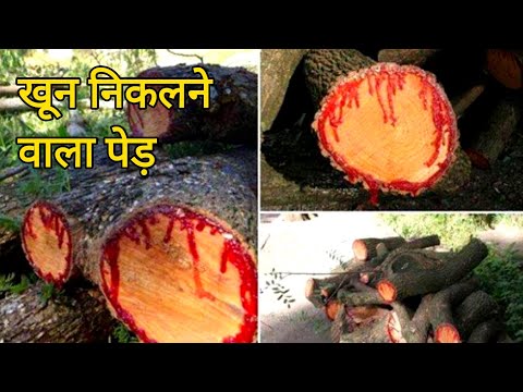 एक ऐसा पेड़ जिसे काटने पर खून निकलता है।Socotra Dragon Blood Tree