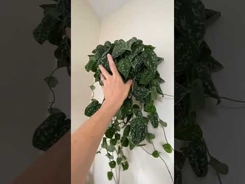 Invisible Wall Shelf for Displaying Plants