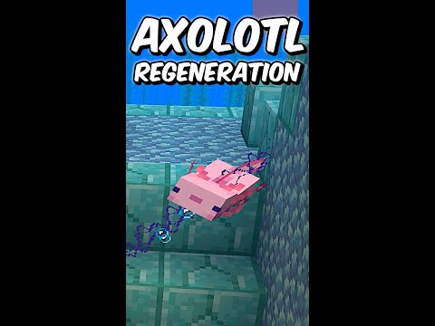 Minecraft Axolotl Regeneration#Shorts