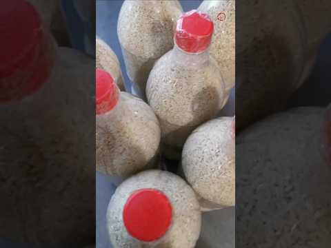 Storing rice in soda bottles