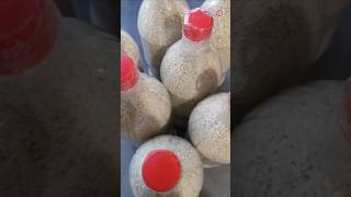 Storing rice in soda bottles