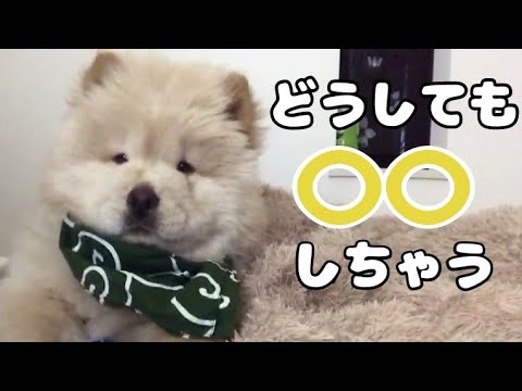 「お手」が出来なくて〇〇するチャウチャウの子犬