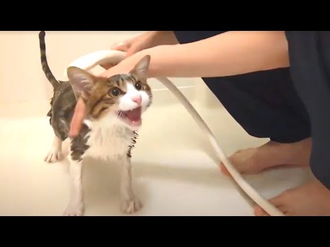 【保護猫】もうお風呂に入ってくれないかもしれません