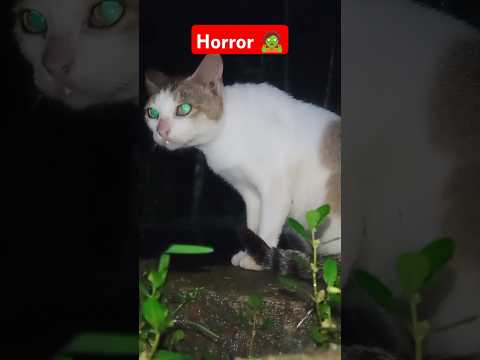 Horror डरावनी बिल्ली 🧟😱| #trending #viralvideo #horrorstories #youtubeshorts #cat