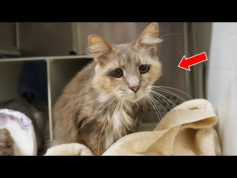 9-year-old Shelter Cat Bats Sad Eyes, Chirps Aloud Trying To Get Adopted