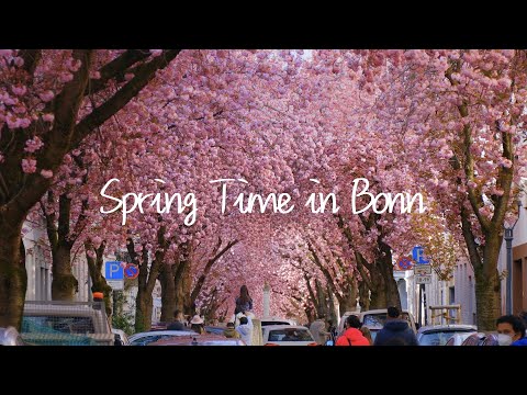 Spring Time in Bonn | feat. Cherry Blossom Trees on Heerstraße.