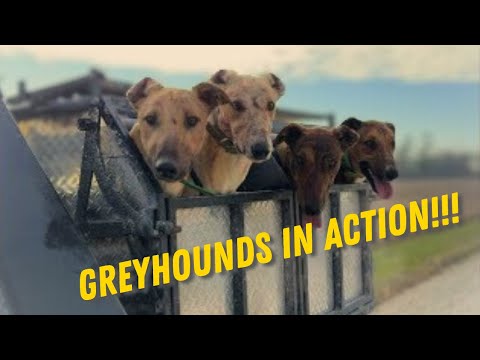 Coyote Hunting with Dogs In Overpopulated Farmlands!!! (Tons of Coyote)