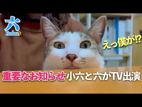 【重要なお知らせ】小六と六の事がテレビで紹介されます！良かったら見てください | [生まれ変わりの猫] 六 (Roku)