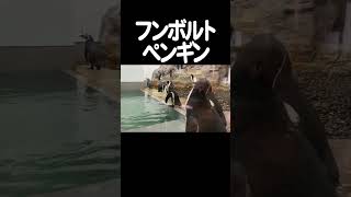 旭山動物園と青い池ライトアップを巡るバスツアーに参加してみた！　　　　#shorts #バスツアー #北海道 #美瑛  #富良野  #旭川