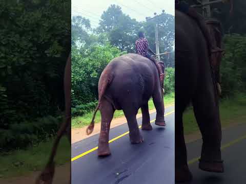 Two tamed elephants walking along the road.😍😍