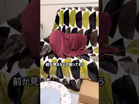 【ハロウィン先取り】コスプレのテーマはなんでしょう？ #shorts #犬 #dog