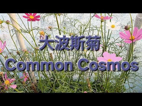 大波斯菊 Common Cosmos