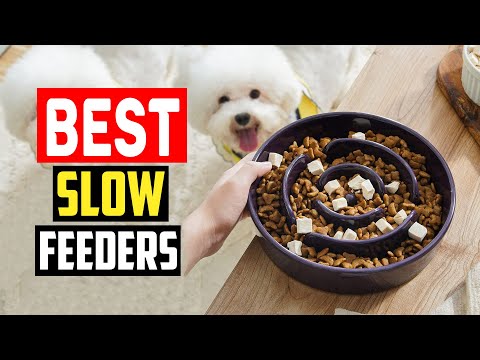 ✅Top 5 Best Slow Feeders for Speed Eating Dogs