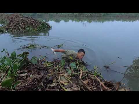 Hunting and Catching a school of carp at the edge of the river to spawn at dusk