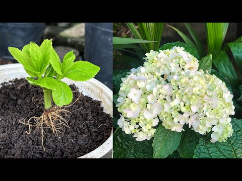 The hydrangea stem will grow full of roots and sprouts thanks to this method