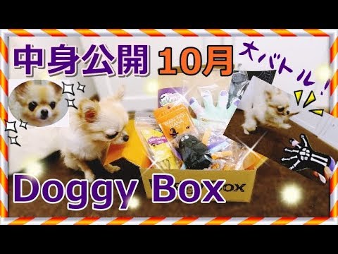 【ハロウィン】10月のDoggy Box 🎃大きい骸骨の手と大バトルの小さいチワワ ドギーボックス🐶～[Unboxing] October Doggy Box🎃Chihuahua