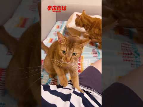 魯師傅好久沒來了！揉揉踏踏的果然專業 #宇宙貓咪 #cat #shorts #shortstw