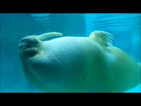 Point Defiance Zoo in Tacoma 2018