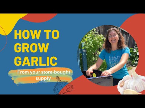 How to Grow Garlic at Home