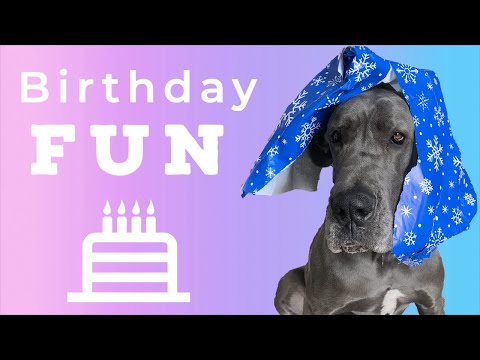 Great Dane Birthday Activities & Fun! | Great Dane Care