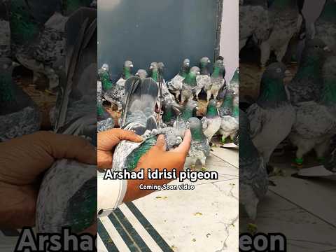 Top High Flying Pigeons ? #pigeonvideo #highflyingpigeons #youtubeshorts #pigeonstatus