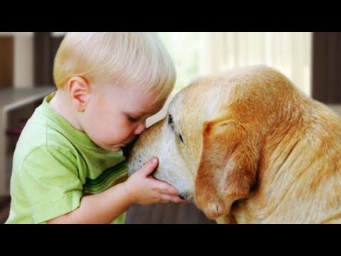 Dogs and Babies are Happy Together Compilation